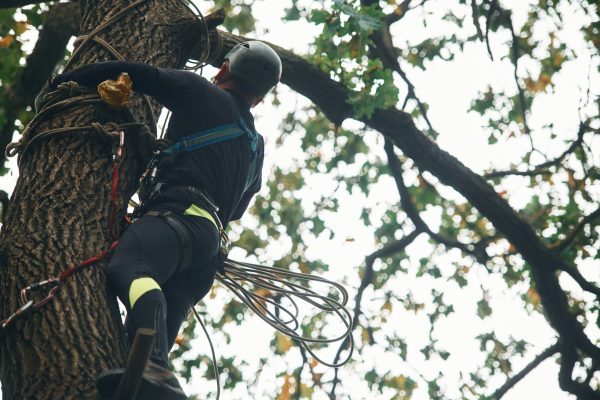 Extreme sports, high up. Man is doing climbing in the forest by use of safety equipment.