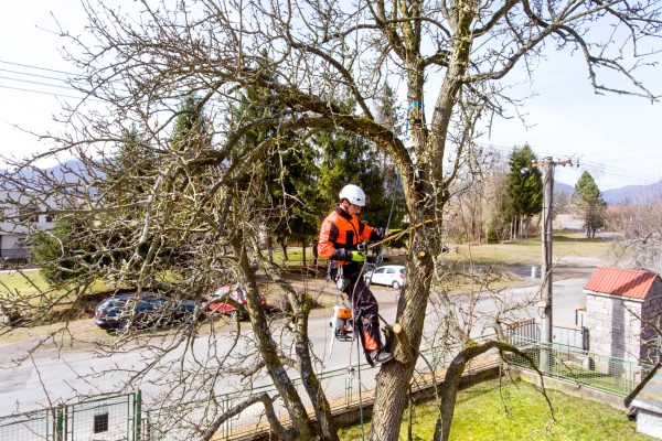 Lumberjack with a saw and harness for pruning a tree. A tree surgeon, arborist climbing a tree in order to reduce and cut his branches.